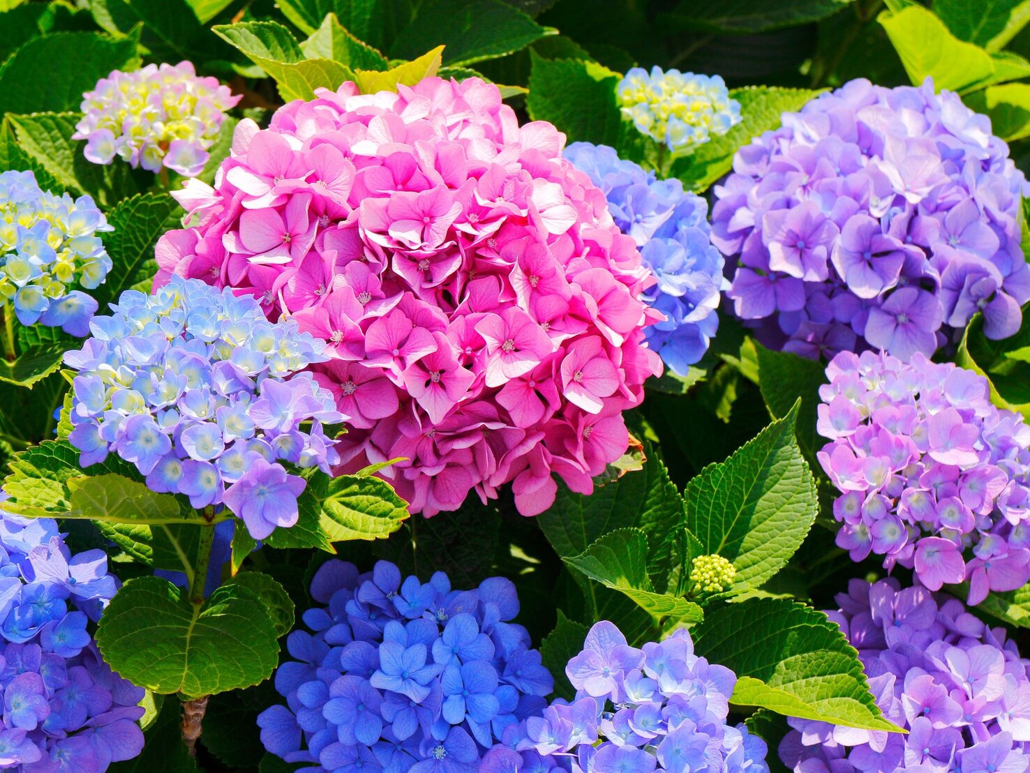 Hortensien vermehren ohne einen Cent So blüht dein Garten auf